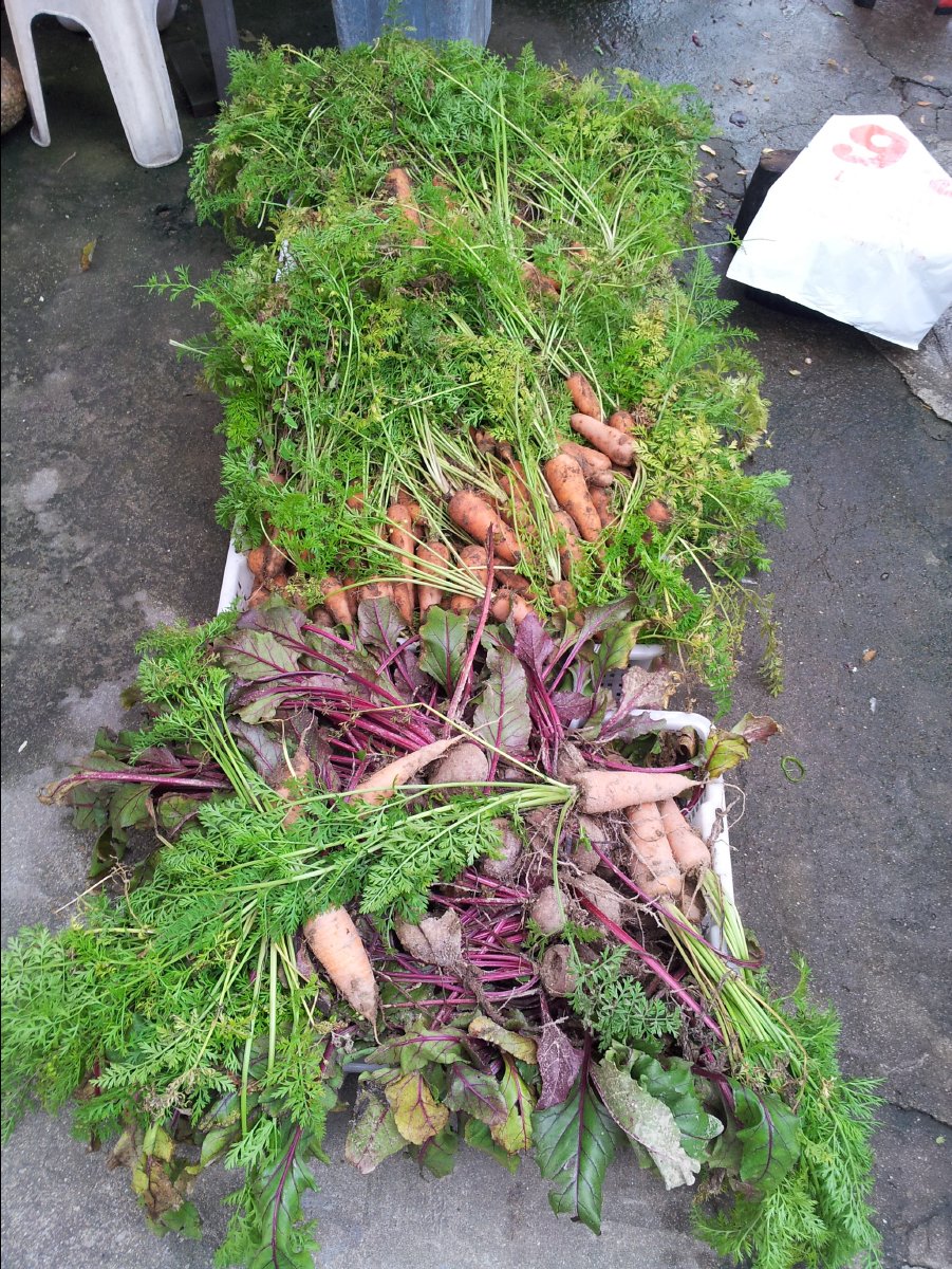 20120422Organic Farm43